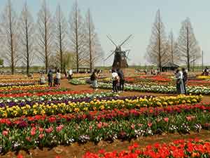 あけぼの山農業公園のチューリップ畑と風車
