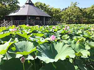 千葉公園のハス池に咲いた蓮の花