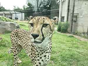 覗き込む千葉市動物公園のチーター