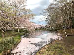 花島公園の渓流園の谷津池