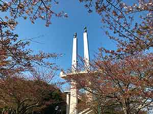 桜の合間から見えるきみさらずタワー