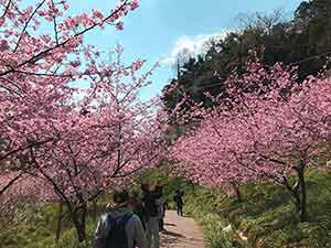 満開で賑わう佐久間ダム親水公園の頼朝桜