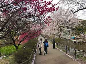 犬と一緒に池の横を散歩する観光客
