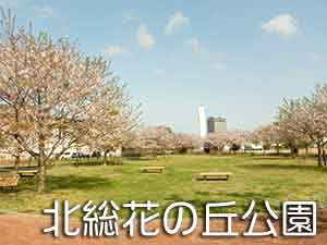 桜が咲いている北総花の丘の芝生広場