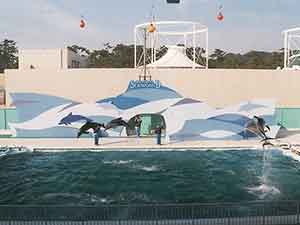 鴨川シーワールドのイルカショー