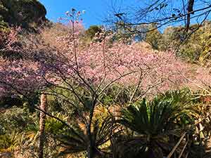 2月初旬で満開の抱湖園の寒桜