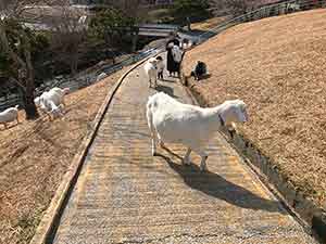千葉県酪農のさとにあるヤギとのふれあい広場