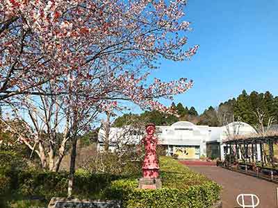 はにわ博物館と桜の景観