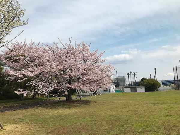 浦安市運動公園の大きな桜
