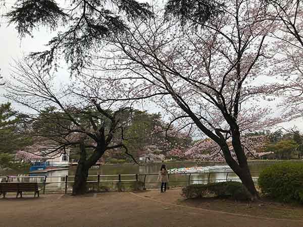 ほぼ満開の千葉公園の桜と観光客