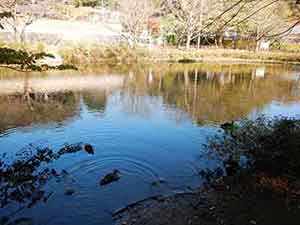 園内の池を泳ぐ鴨