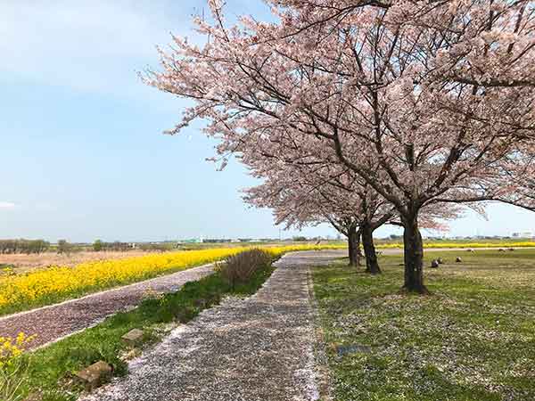 水辺の散歩道に咲いた桜