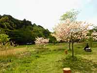 21世紀の森と広場に咲いた牡丹桜