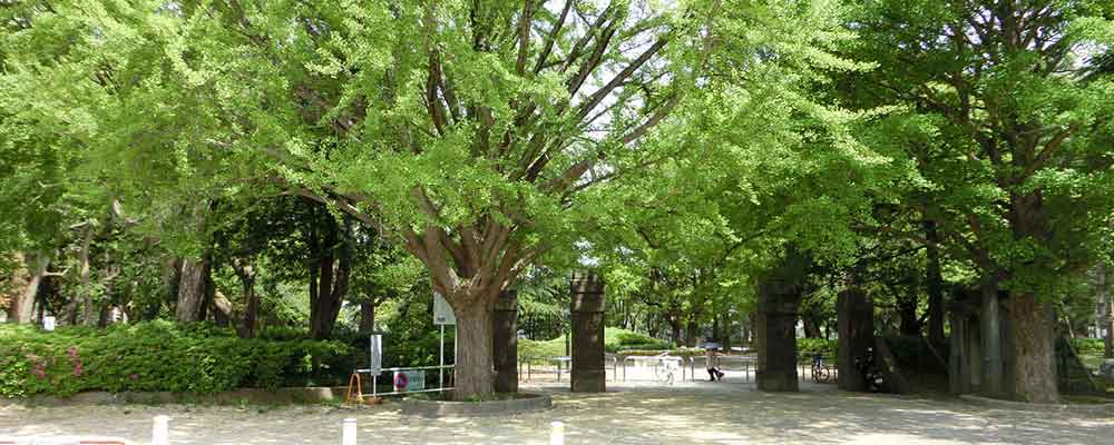大木と旧陸軍工兵学校の正門跡の入口