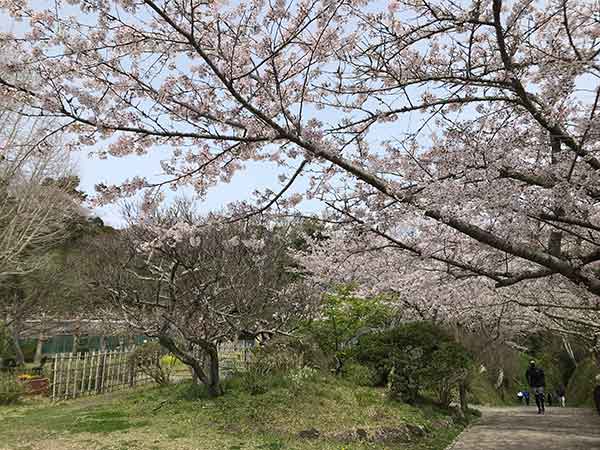 孔雀苑の桜