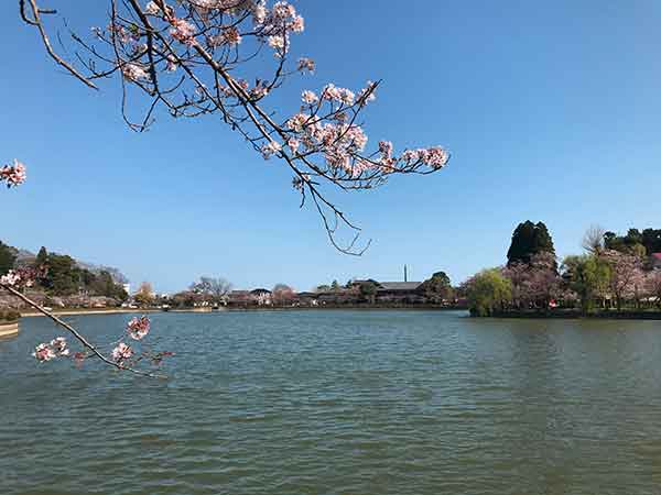 桜のアップと八鶴湖